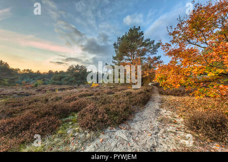 Chemin à travers l'automne paysage de lande avec des feuilles des arbres dans la région de Drenthe, Pays-Bas Banque D'Images