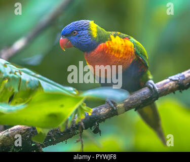 Rainbow lorikeet (Trichoglossus moluccanus) est une espèce d'oiseau trouvé dans les forêts tropicales de l'Australie Banque D'Images