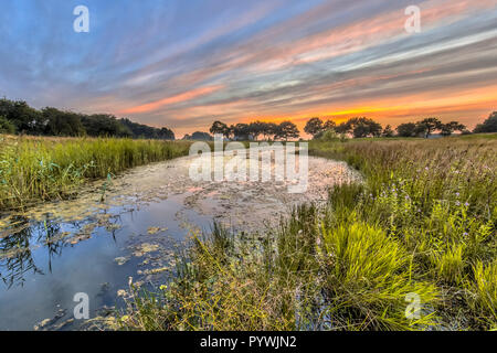 Bras de rivière naturelle avec une végétation de marais en marais, l'habitat typique de dragonfly aux Pays-Bas Banque D'Images