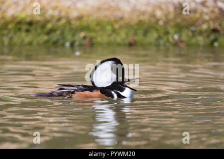 De détaillé le harle couronné (Lophodytes cucullatus) Nager dans l'eau, ouvrir le bec. Drake aquatiques chefs droit, chef cimier dans soleil. Banque D'Images