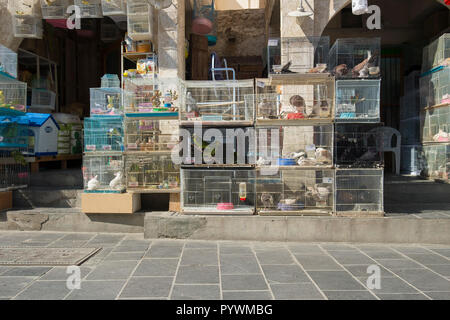 Oiseaux et cages à oiseaux en vente dans une animalerie dans le Souk à Doha, Qatar. Banque D'Images