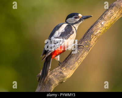 Le grand pic mar (Dendrocopos major) à la recherche de l'appareil photo. Elle habite les forêts et parcs nationaux, en fonction de l'alimentation et de nidification aux vieux Banque D'Images