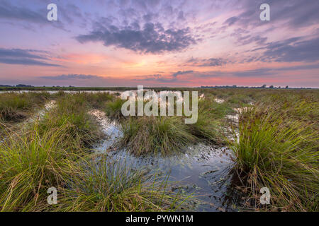 Paysage des zones humides avec coucher du soleil aux couleurs pastel et de grosses masses de soft (Juncus effusus) croissant dans de l'eau reflétant à Onlanden aen réserve naturelle Banque D'Images