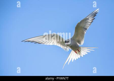 Sterne arctique (Sterna paradisaea) défendre son site de ponte. Cet oiseau migre de l'Arctique à l'Antarctique appréciant les deux étés. Banque D'Images