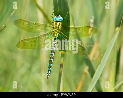 Hawker verte Dragonfly (Aeshna viridis) reposant sur les feuilles de roseaux (Phragmites australis) dans l'habitat naturel Banque D'Images