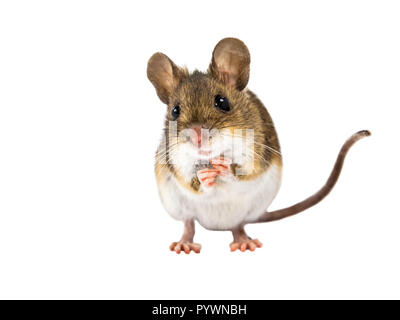 Vue frontale de la souris en bois (Apodemus sylvaticus) debout sur fond blanc Banque D'Images