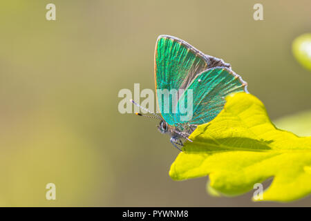 Papillon porte-queue vert (Callophrys rubi) perché sur la feuille d'un chêne au soleil Banque D'Images