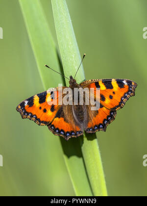 Petite écaille (Aglais urticae) sur une feuille avec un fond vert Banque D'Images