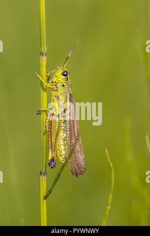 Le criquet rare (Stethophyma grossum) sur la prêle (Equisetum arvense). Une des espèces d'insectes menacées typique de marais et marécage habitats un Banque D'Images