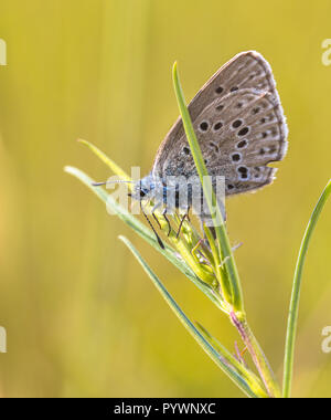 Papillon bleu (Phengaris Alcon Alcon) pondre sur des plantes hôtes Gentiane des marais (Gentiana pneumonanthe) Banque D'Images