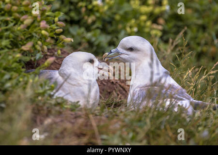 Le fulmar boréal (Fulmarus glacialis) paire sur son nid en colonie de reproduction sur les îles Farne, Royaume-Uni Banque D'Images