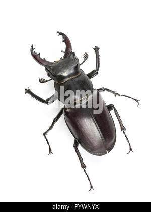 Stag Beetle escalade (Lucanus cervus) isolé sur fond blanc Banque D'Images