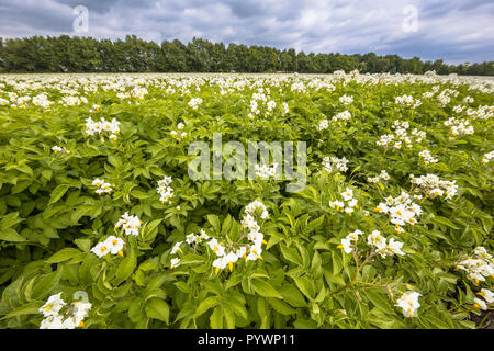 Fleurs blanches en champ de pommes de terre avec des fleurs Banque D'Images