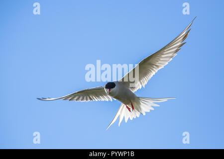 Sterne arctique (Sterna paradisaea) défendre son site de ponte. Cet oiseau migre de l'Arctique à l'Antarctique appréciant les deux étés. Banque D'Images