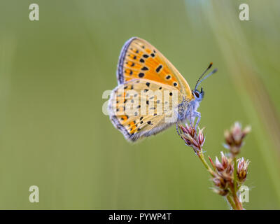 (Lycaena tityrus fuligineux) reposant sur des fleurs de scirpe en juin Banque D'Images