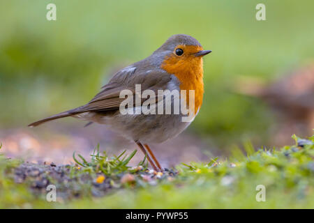 Un red robin (Erithacus rubecula aux abords de nourriture) sur le terrain. Cet oiseau est un compagnon régulier lors des activités de jardinage Banque D'Images