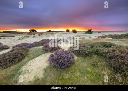 Dunes de sable, d'herbe et de bruyères (Calluna vulgaris) en vertu de l'impressionnant coucher de soleil pourpre dans un parc national De Hoge Veluwe aux Pays-Bas, Europe Banque D'Images