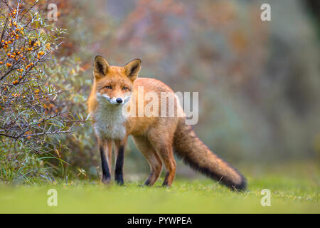 European red fox (Vulpes vulpes) marcher sur l'herbe dans les dunes en bush d'argousier (Hippophae rhamnoides) en arrière-plan Banque D'Images