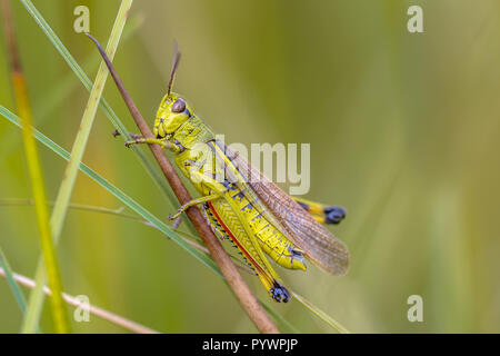 Rare grand marais sauterelle (Stethophyma grossum). La menace d'espèces d'insectes typiques pour les marais et les habitats de marais Banque D'Images