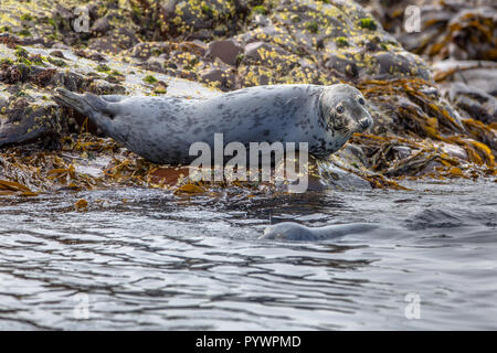 Atlantic de phoques gris (Halichoerus grypus) reposant sur des roches dans le champ d'algues et à la recherche dans l'appareil photo sur les îles Farne, Angleterre Banque D'Images