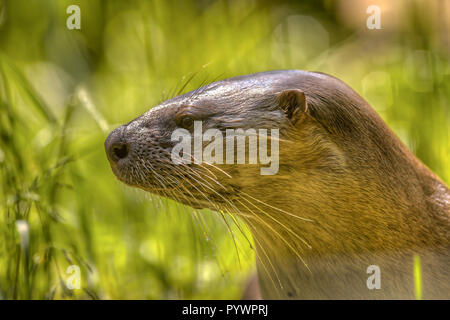 Portrait d'une loutre d'Europe (Lutra lutra), un endagered espèces dans toute l'Europe de l'Ouest Banque D'Images