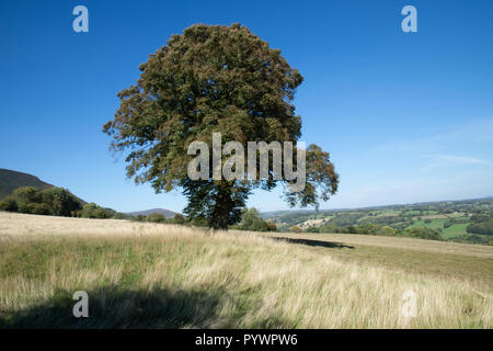Seul Arbre de chêne (Quercus) dans le champ de foin près d'Offas Dyke Banque D'Images