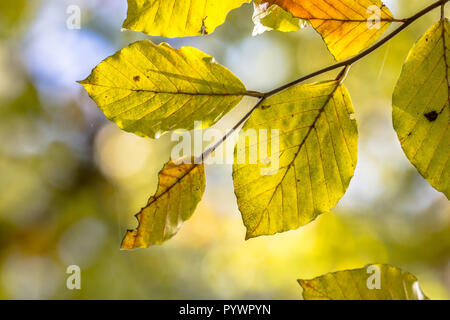 Collection automne jaune feuilles de hêtre européen (Fagus sylvatica) sur une branche dans une forêt mis en évidence par la lumière du soleil en arrière-plan Banque D'Images