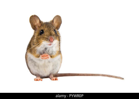 Souris en bois (Apodemus sylvaticus) assis sur ses pattes et à la recherche dans l'appareil photo sur fond blanc Banque D'Images