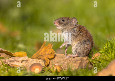 Campagnol roussâtre (Myodes sauvages glareolus) souris posant sur ses pattes de scène d'automne sol forestier avec des feuilles mortes et de glands Banque D'Images