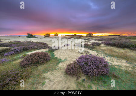 Dunes de sable, d'herbe et de bruyères (Calluna vulgaris) en vertu des admirables de soleil colorés dans une réserve naturelle en Hollande, l'Europe Banque D'Images