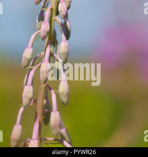 Les boutons de fleurs au printemps est fermé de Willow (Chamerion angustifolium) Mauvaises herbes Banque D'Images