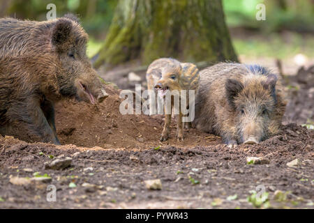 Arguant de la famille sanglier (Sus scrofa) tout en prenant un bain de boue sur une clairière dans la forêt Banque D'Images