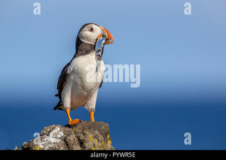Macareux moine (Fratercula arctica) avec des poissons qui essaie de trouver sa niche en colonie de reproduction sur l'île de mai, l'Ecosse Banque D'Images