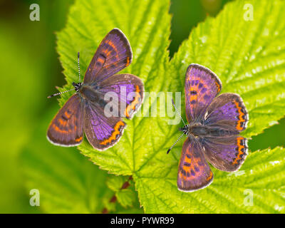 Deux hommes papillon cuivre Violet (Lycaena helle) avec bleu irisé sur leurs ailes Banque D'Images