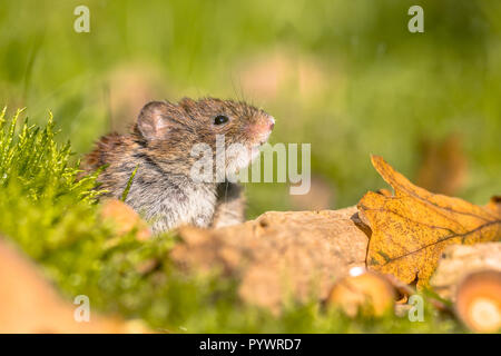 Campagnol roussâtre (Myodes sauvages glareolus) souris peeking de derrière se connecter l'appareil photo de sol forestier Banque D'Images