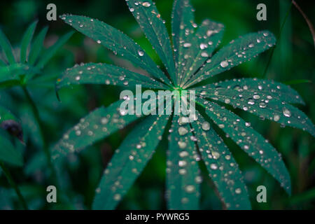 Gouttes de pluie sur les feuilles vertes, matin pluie en forêt, Banque D'Images