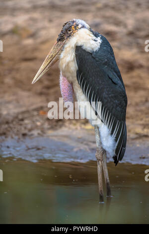 Marabou stork (crumenifer Flamant rose (Phoenicopterus ruber) l'espèce de Ciconiidae. Elle se reproduit dans l'Afrique. Banque D'Images