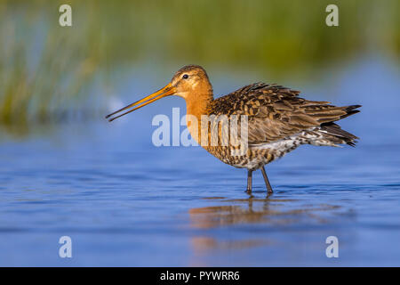 Les pataugeoires homme Barge à queue noire (Limosa limosa) L'une des espèces cibles d'oiseaux échassiers en néerlandais de la protection de la nature des projets. Cet ar juste d'oiseaux migrateurs Banque D'Images