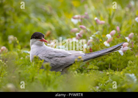 Sterne arctique (Sterna paradisaea) entre les fleurs et la végétation verte Banque D'Images