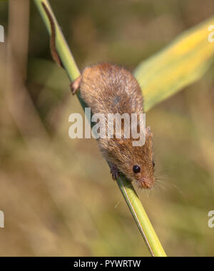 Dans l'escalade de la souris récolte Reed, c'est l'habitat naturel Banque D'Images