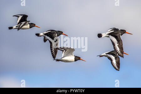 Troupeau de vol d'huîtrier pie (Haematopus ostralegus) également connu sous le nom de la politique commune de l'huîtrier pie, ou de l'huîtrier paléarctique Banque D'Images