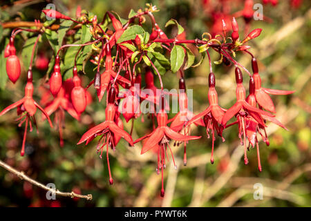 Vues à l'intérieur de l'Anneau du Kerry, fuchsia plante, Irlande, Europe Banque D'Images