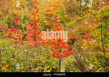 Les plantules du northern red oak, Quercus rubra, avec feuillage rouge vif dans la forêt d'automne Banque D'Images