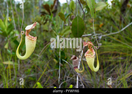 Sarracénie carnivores. Nepenthes Albomarginata, poussant dans le parc national de Bako. Sarawak. Bornéo. La Malaisie Banque D'Images