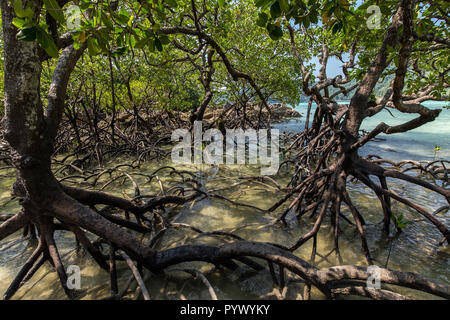 Forêt de palétuviers avec d'énormes racines qui poussent sur la rive de l'île de Ko Surin, Thaïlande Banque D'Images