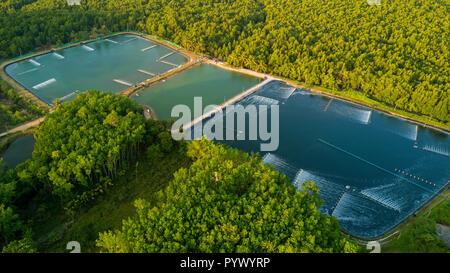 Les fermes à crevettes vue aérienne dans la région de la baie de Phang Nga, Thaïlande Banque D'Images