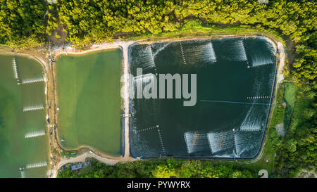 Les fermes à crevettes aerial Vue de dessus dans la région de la baie de Phang Nga, Thaïlande Banque D'Images