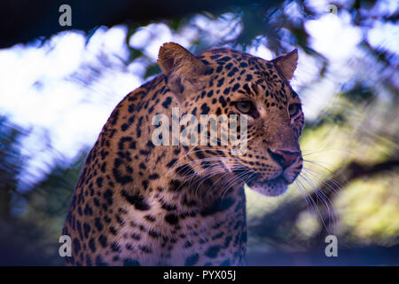 Big Asian Leopard est concentré sur sa proie Banque D'Images