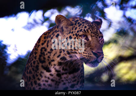 Big Asian Leopard est concentré sur sa proie Banque D'Images