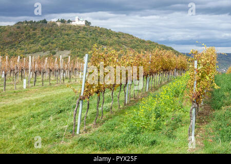 Vignobles autrichien sous le Leopoldsberg Hill, près de Vienne, Autriche Banque D'Images